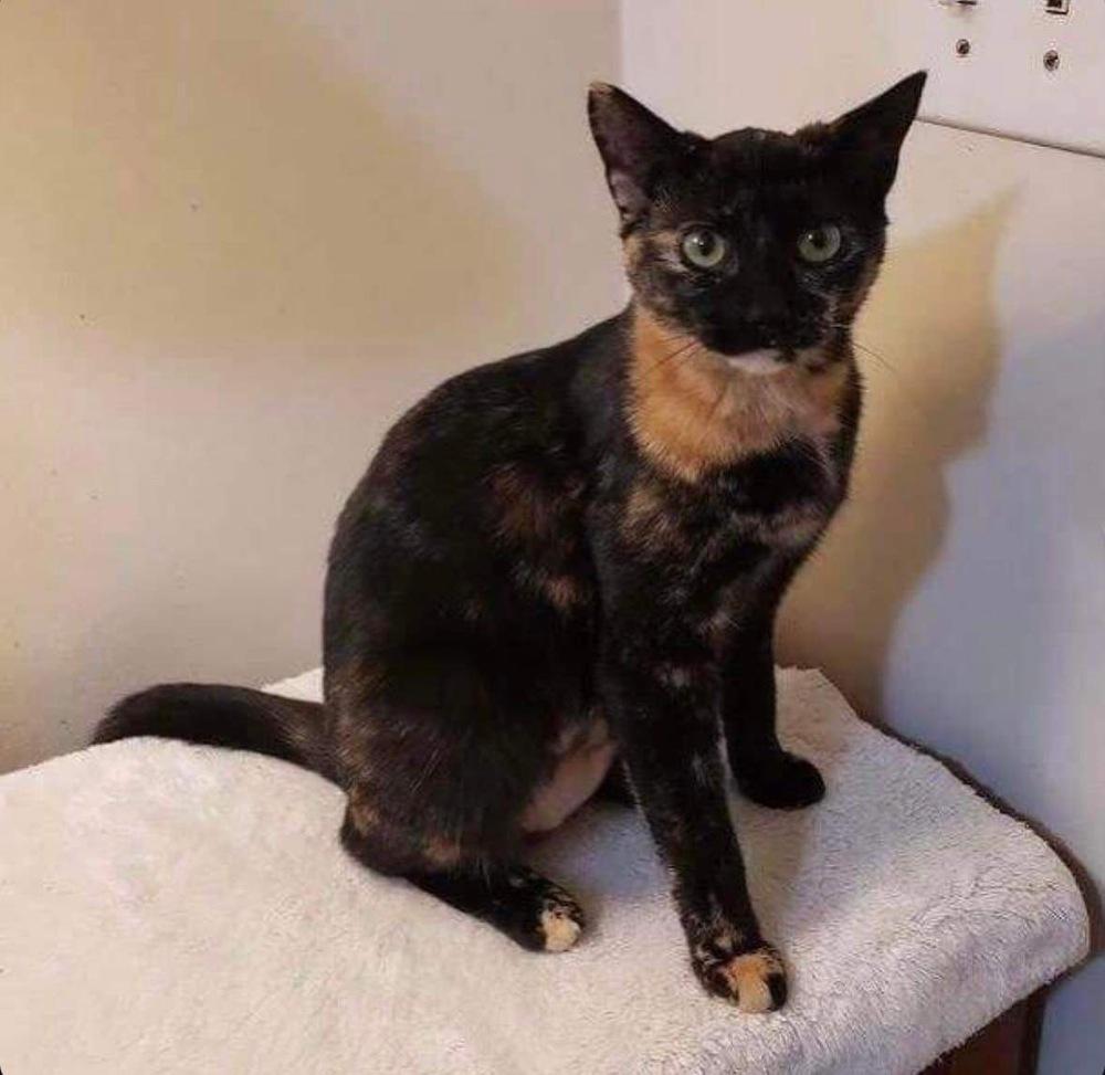 Enlarge Peanut Butter, a Adoptable Domestic Short Hair in Raleigh, NC image 2/4