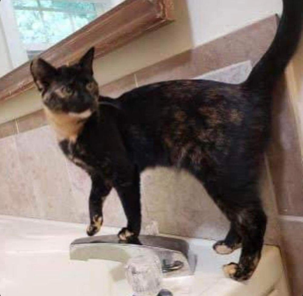 Enlarge Peanut Butter, a Adoptable Domestic Short Hair in Raleigh, NC image 4/4