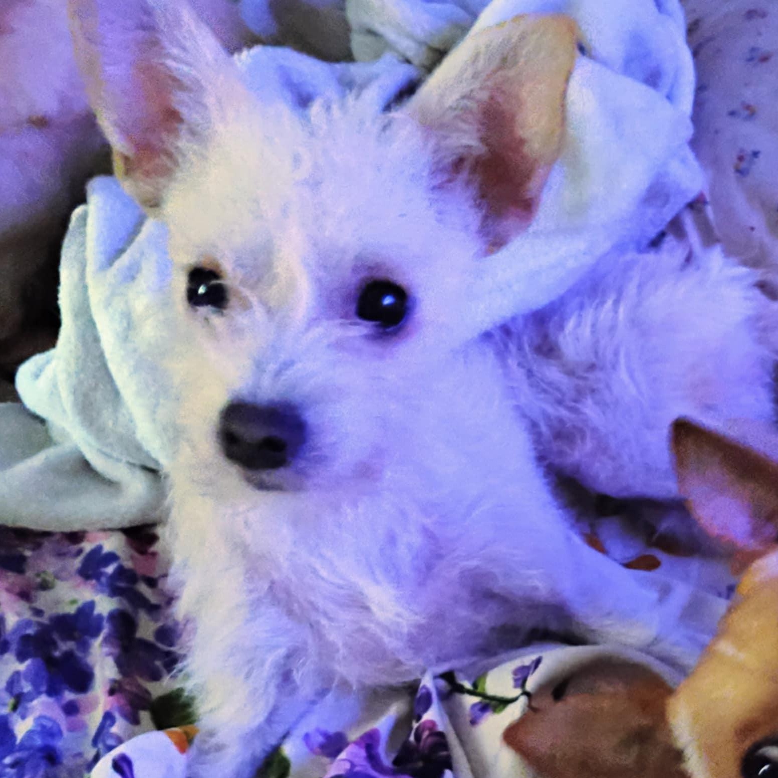 Babie, Adoptable, Young Female Terrier.