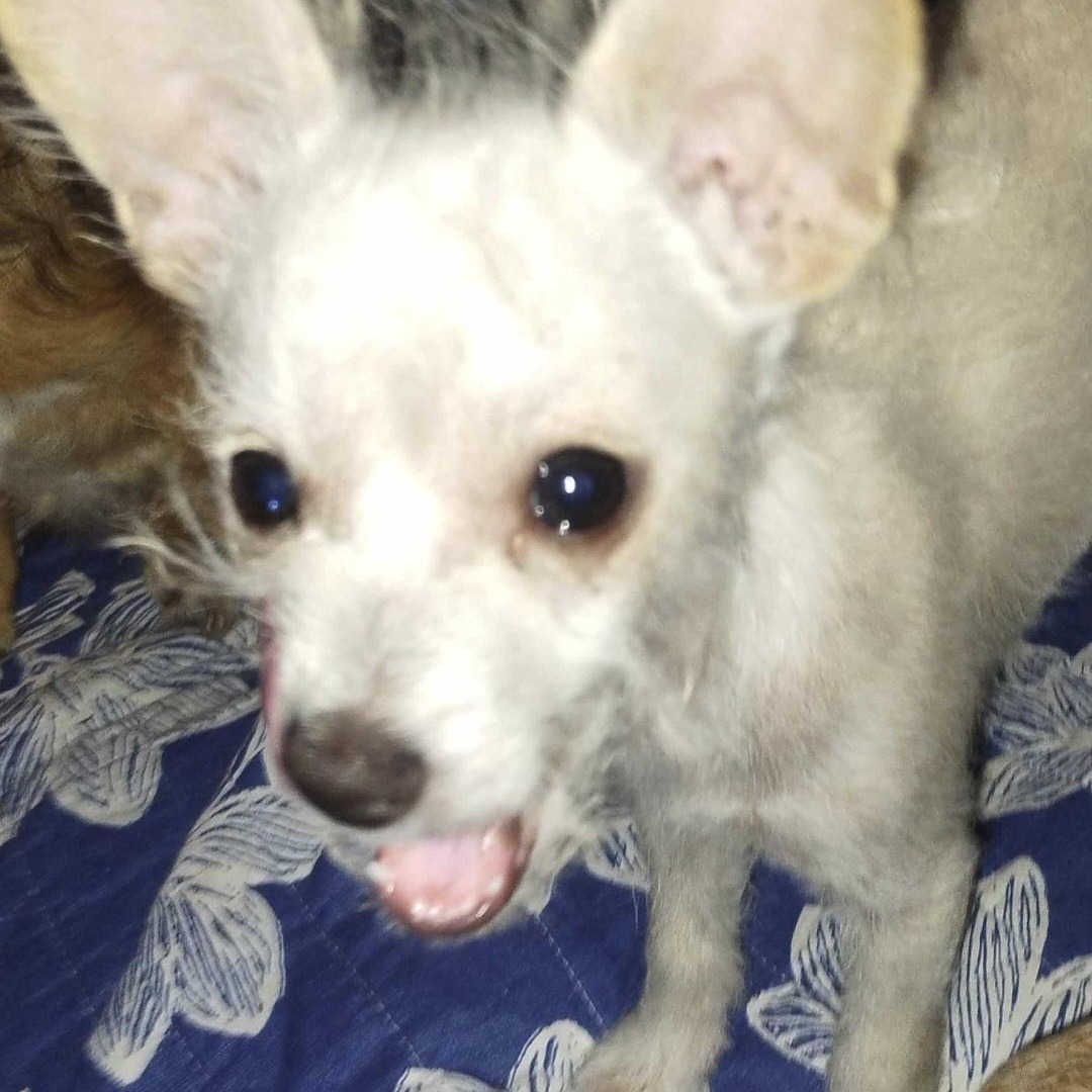 Enlarge Babie, a Adoptable mixed breed in Seal Beach, CA image 3/4