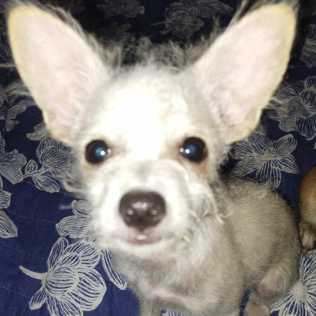 Enlarge Babie, a Adoptable mixed breed in Seal Beach, CA image 4/4