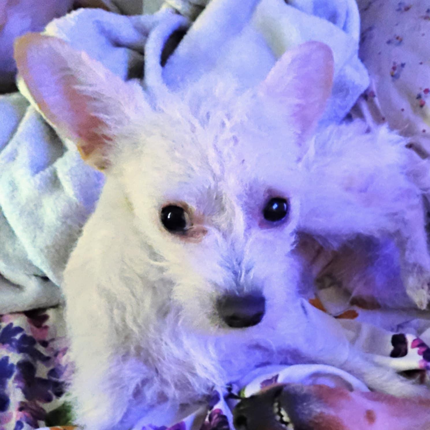 Enlarge Babie, a Adoptable mixed breed in Seal Beach, CA image 2/4