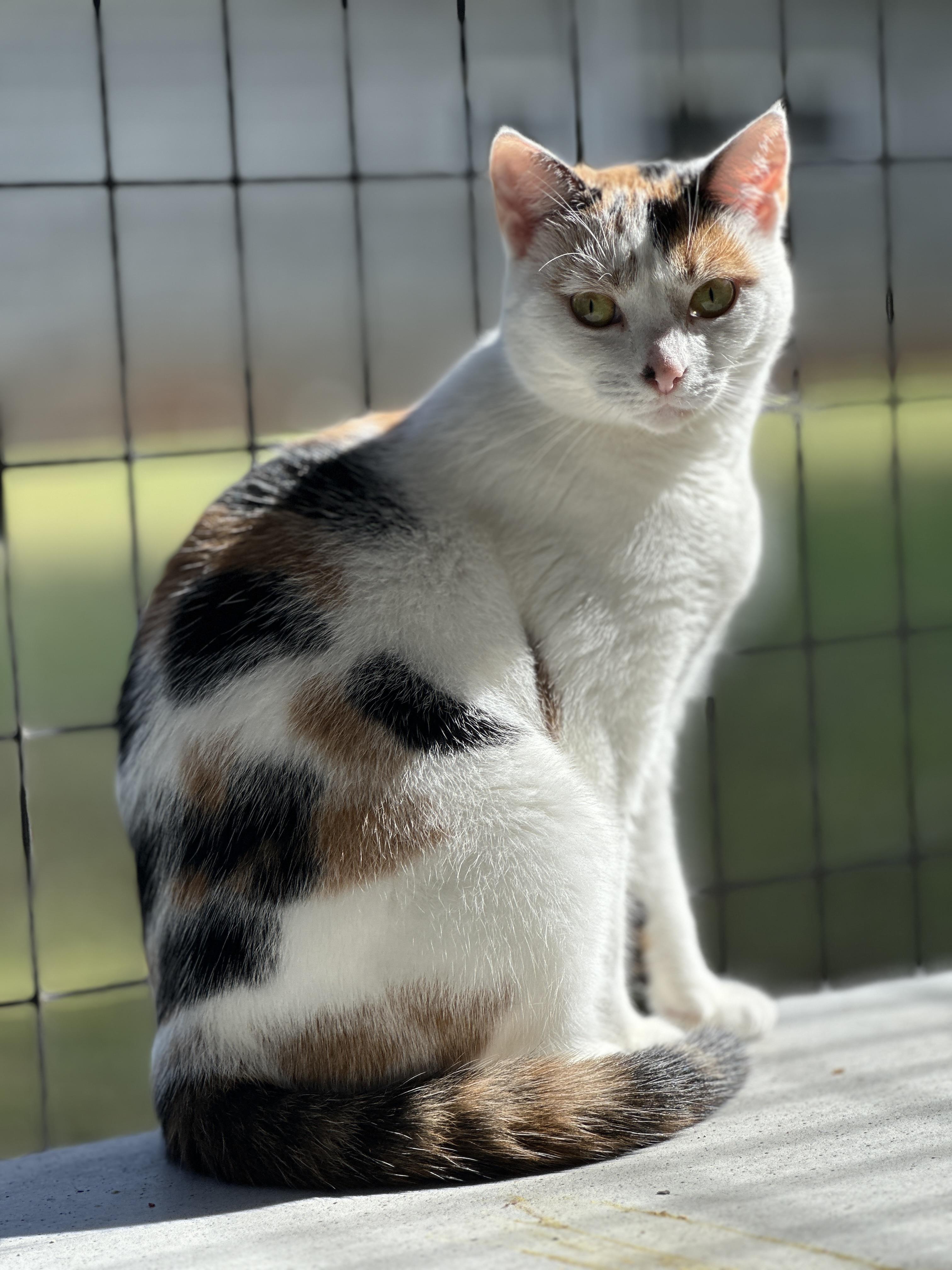 Spice, Adoptable, Young Female Calico.