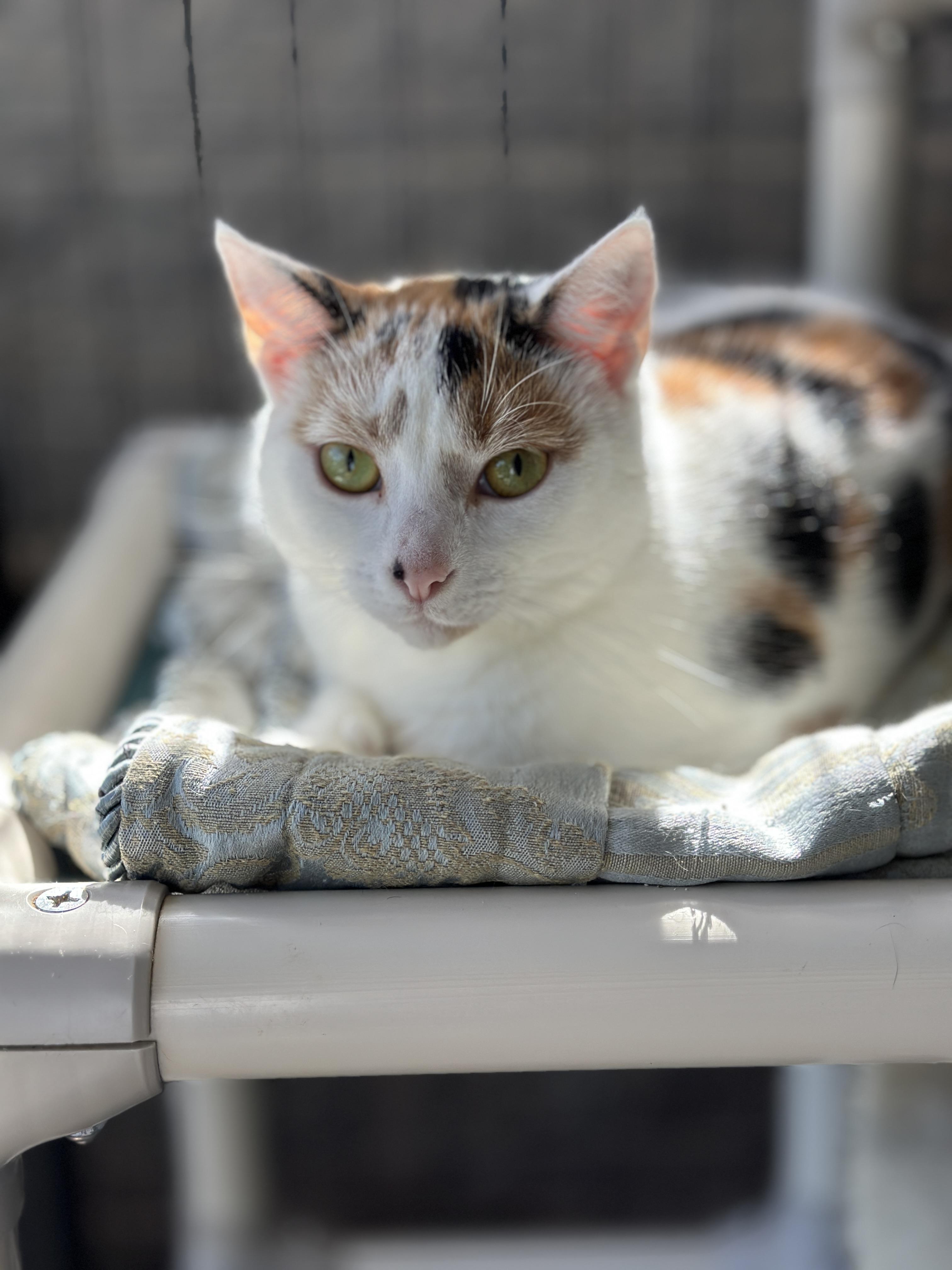 Spice, a Adoptable Calico in Meherrin, VA image 2/5