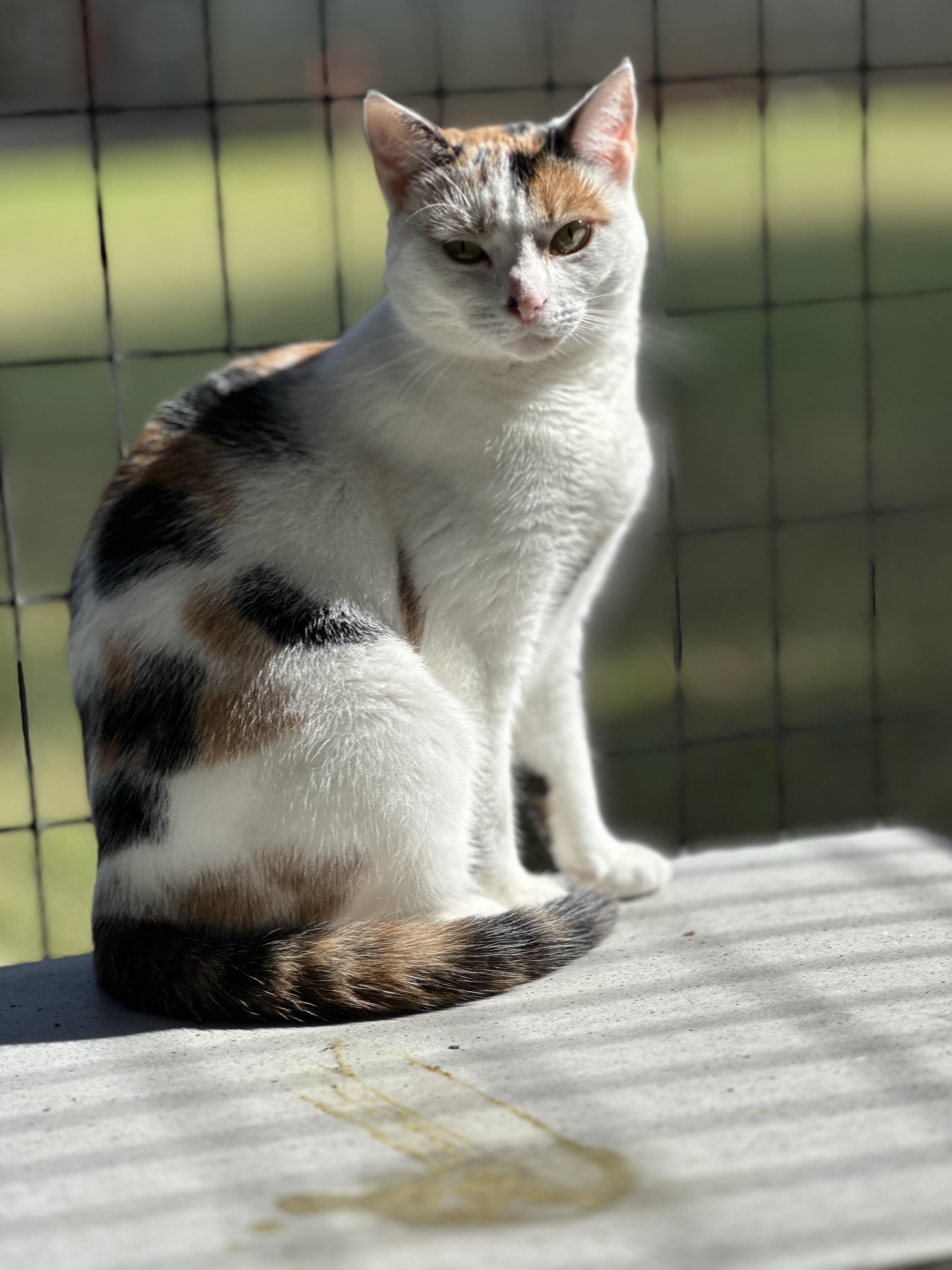 Spice, a Adoptable Calico in Meherrin, VA image 3/5