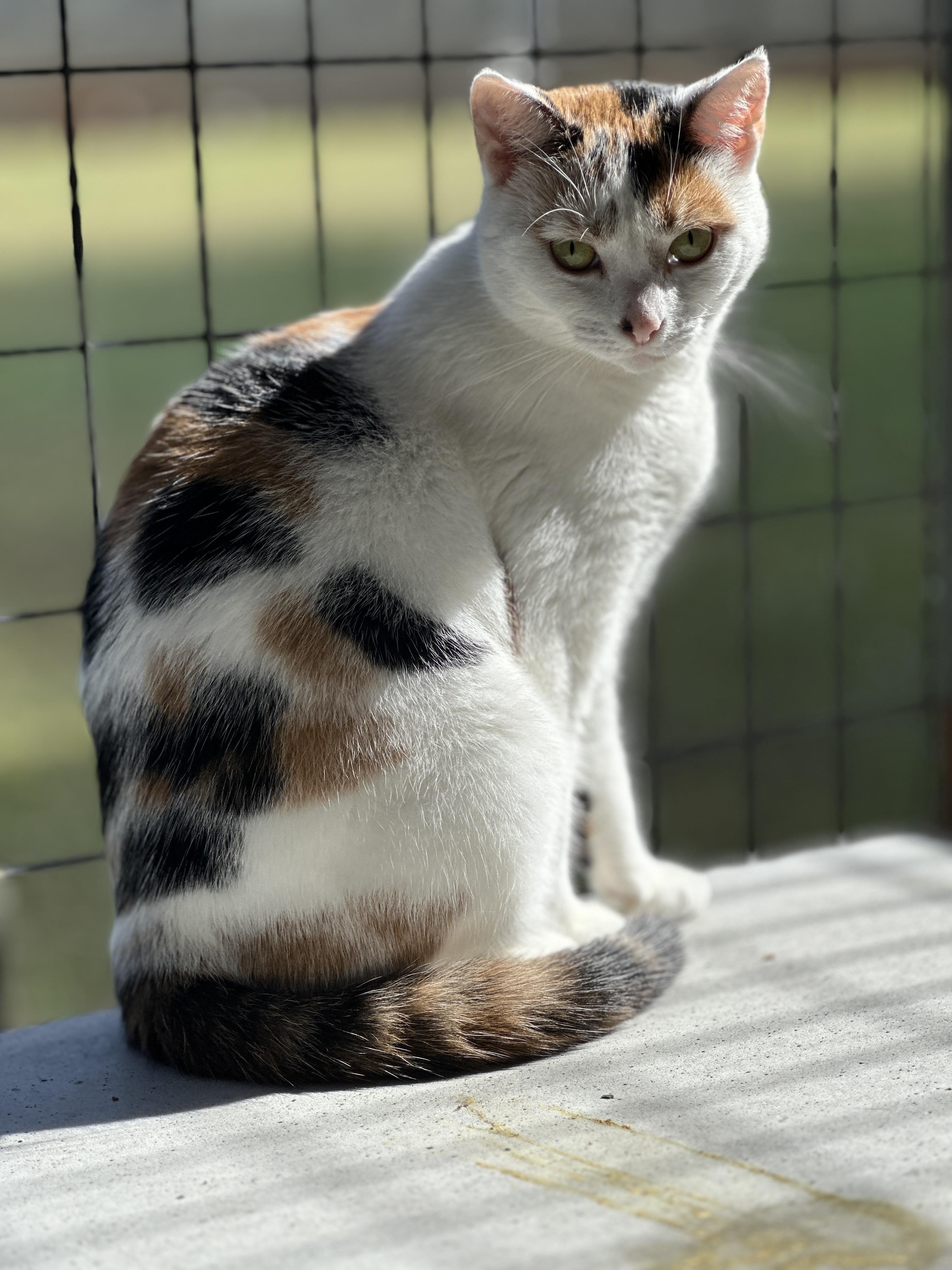 Spice, a Adoptable Calico in Meherrin, VA image 4/5