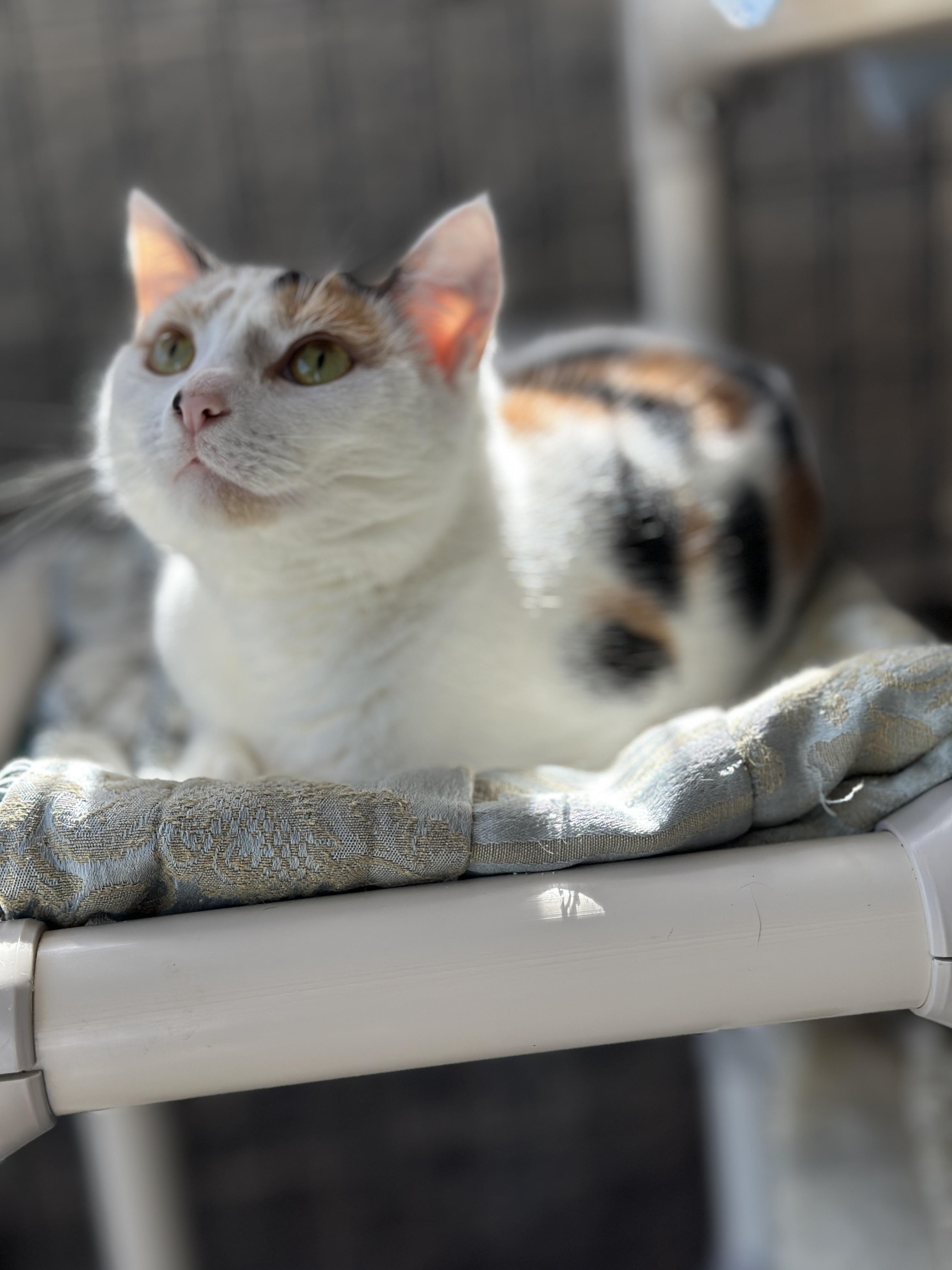 Spice, a Adoptable Calico in Meherrin, VA image 5/5