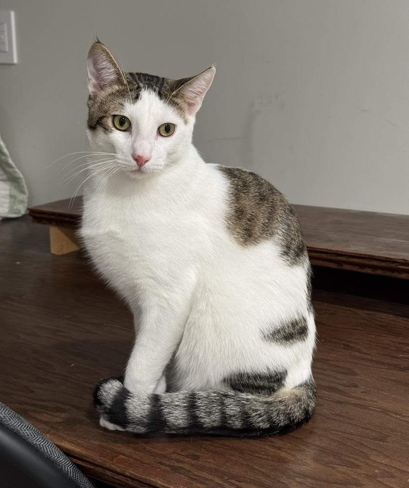 Enlarge Jiraiya, a Adoptable Domestic Short Hair in Lake Grove, NY image 1/1