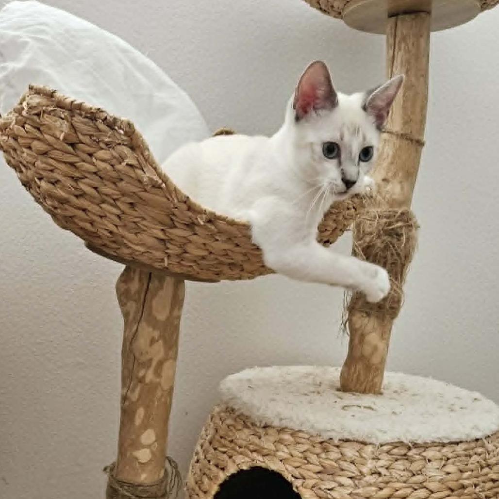 Hercules, Adoptable, Kitten Male Siamese & Snowshoe.