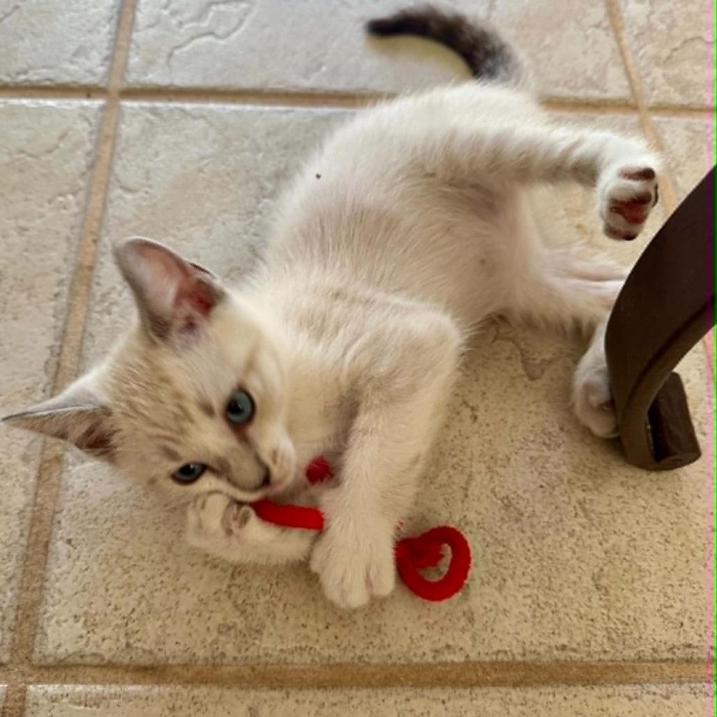 Hercules, Adoptable, Kitten Male Siamese & Snowshoe.