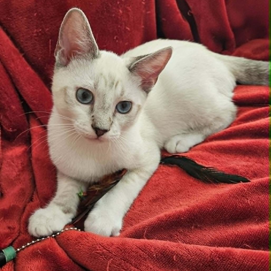 Hercules, a Adoptable mixed breed in Agoura Hills, CA image 3/6