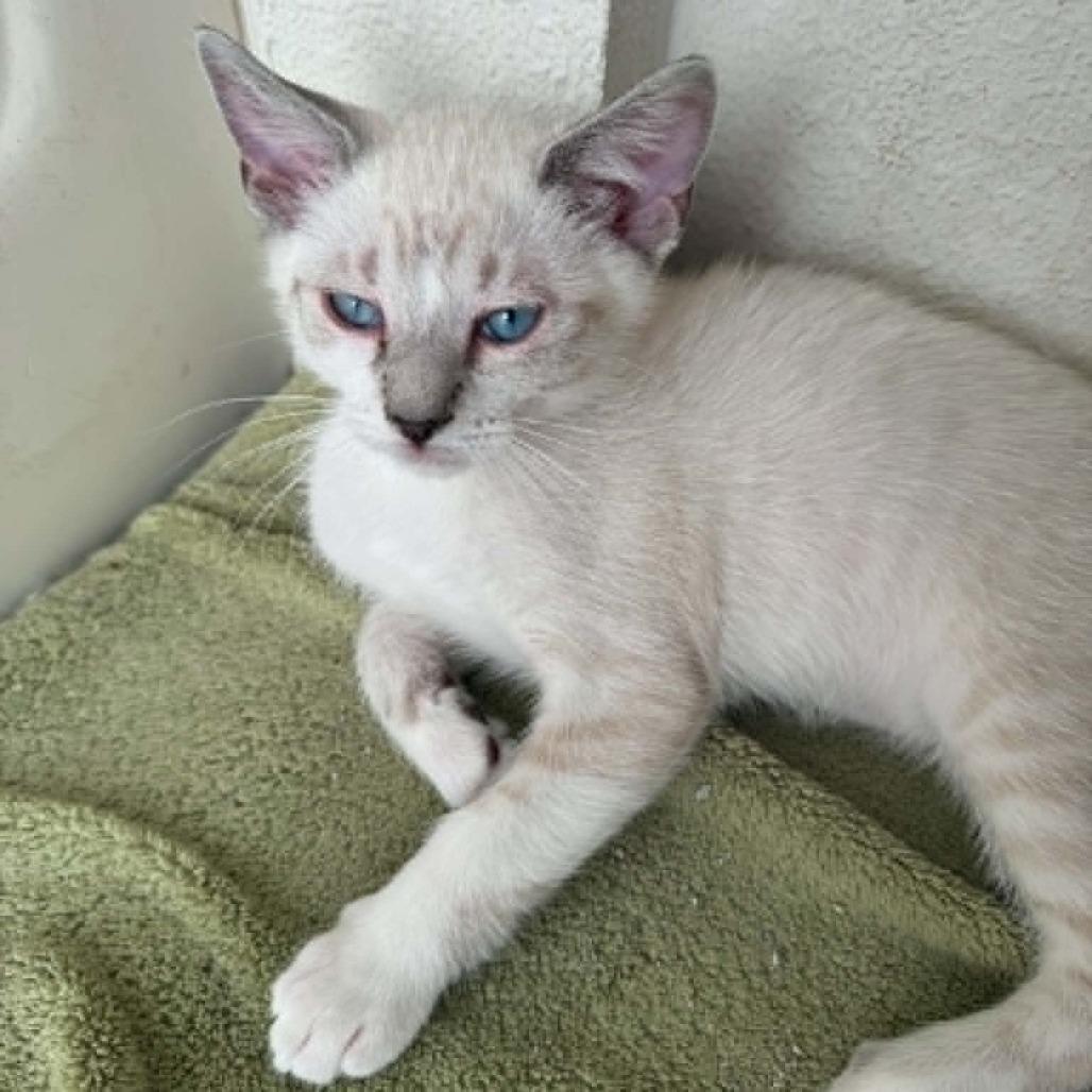 Enlarge Hercules, a Adoptable mixed breed in Agoura Hills, CA image 2/3