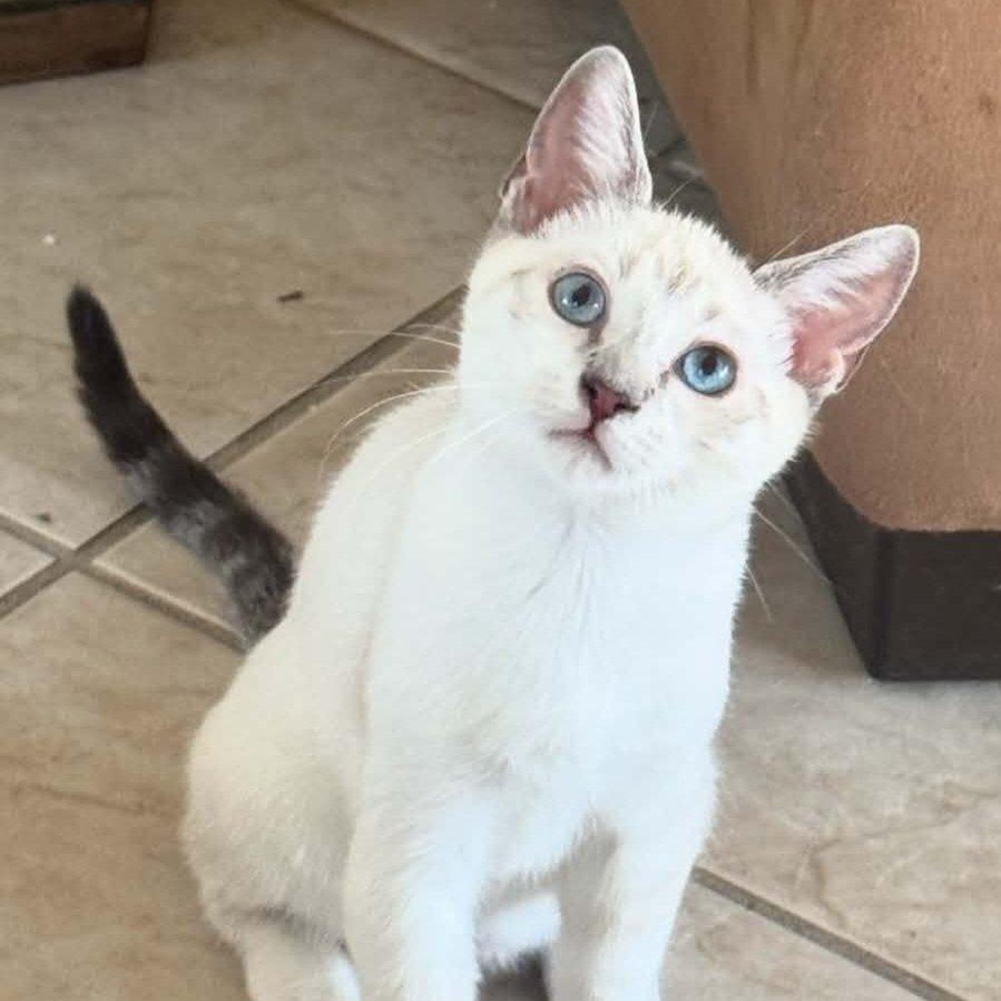 Enlarge Hercules, a Adoptable mixed breed in Agoura Hills, CA image 3/3
