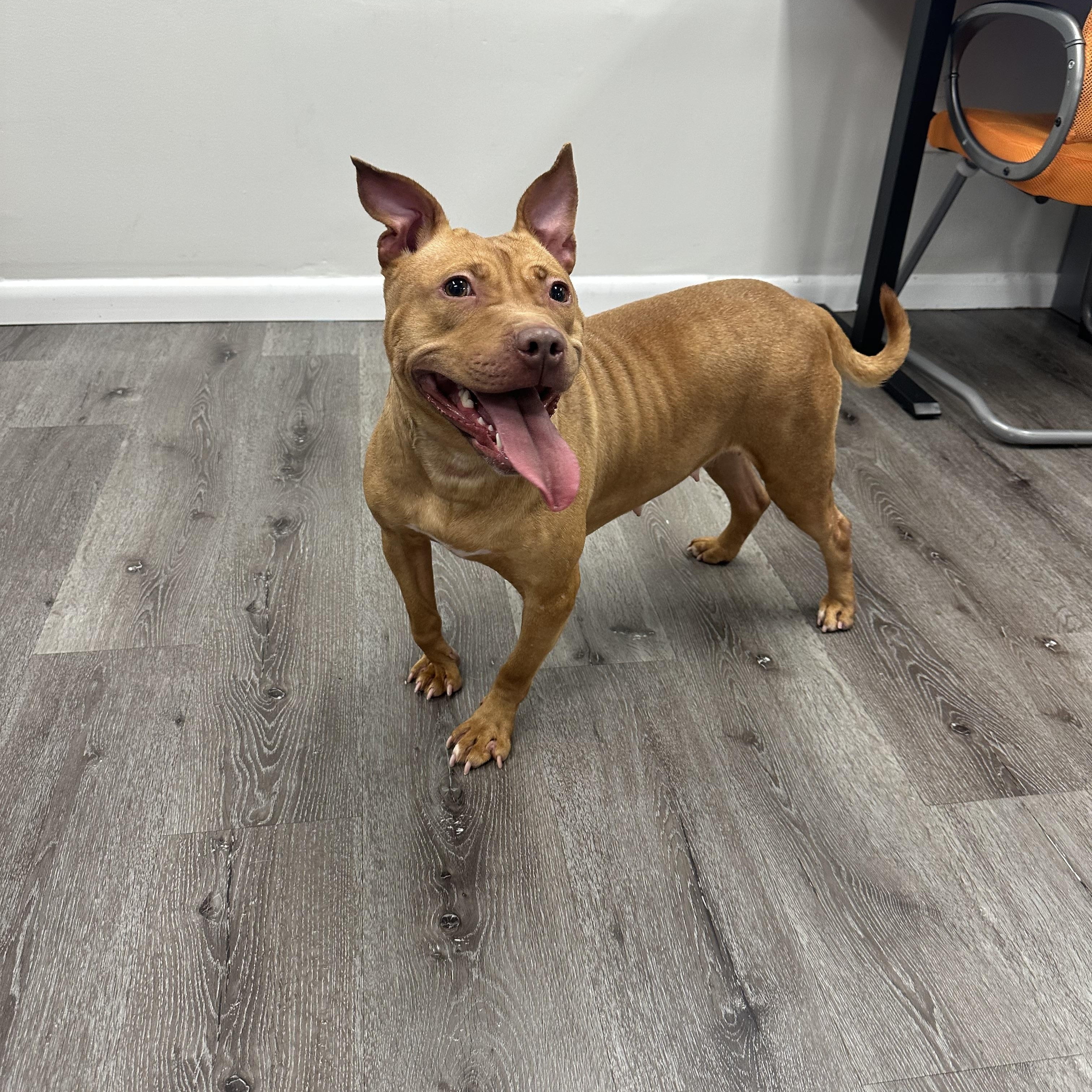 Enlarge Martha, a Adoptable Pit Bull Terrier in Trenton, NJ image 1/3