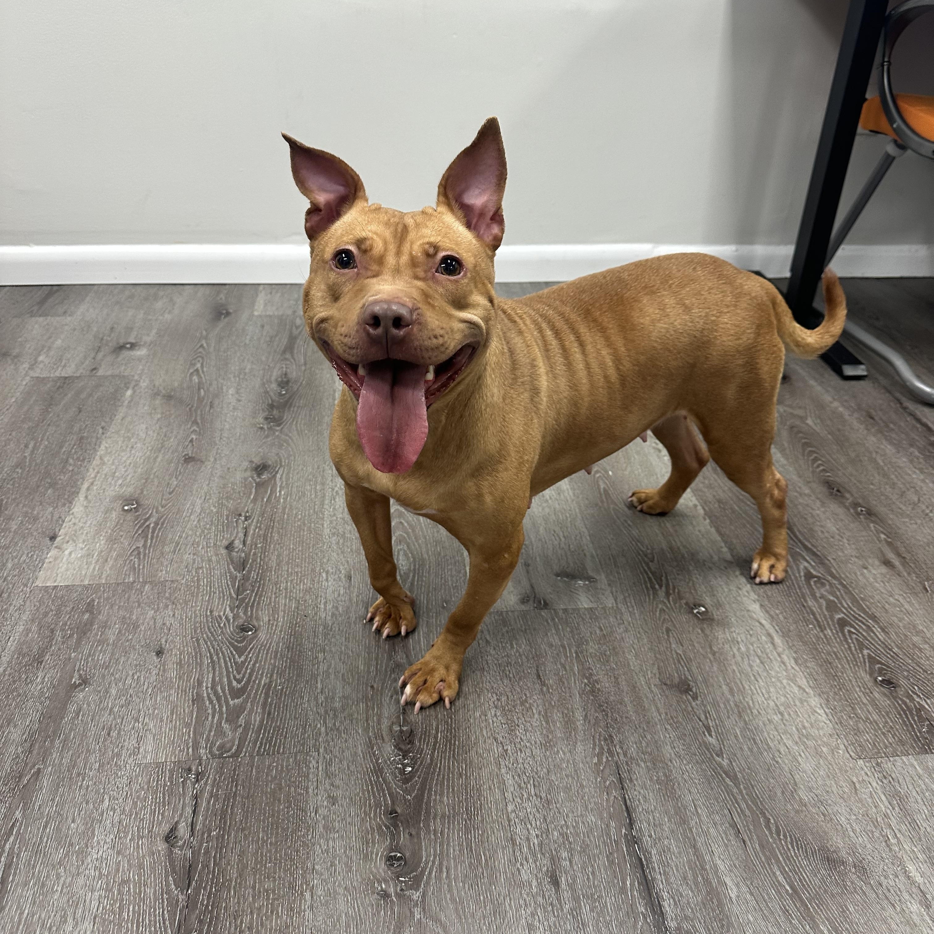 Enlarge Martha, a Adoptable Pit Bull Terrier in Trenton, NJ image 2/3