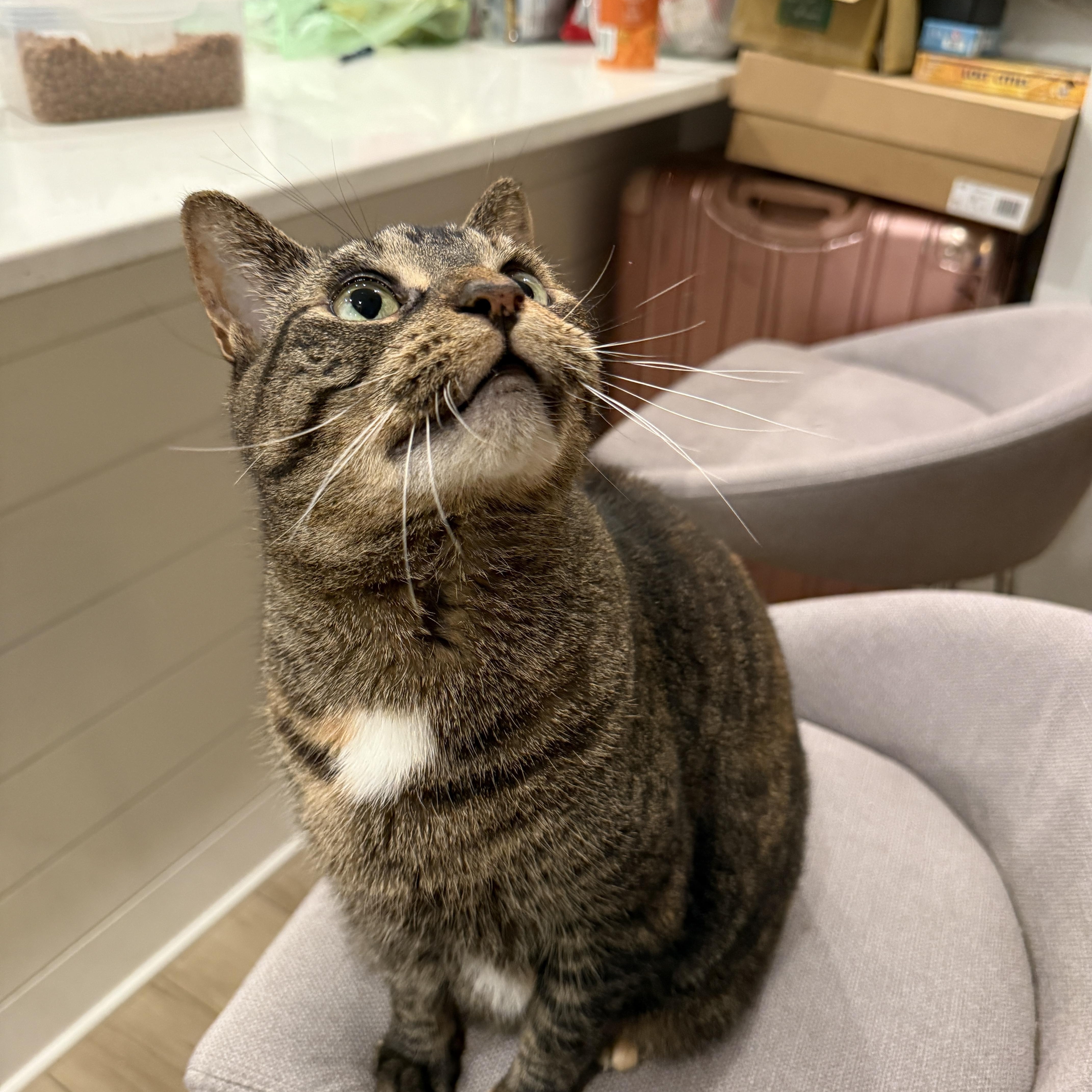 Zoey, a ADOPTABLE Domestic Short Hair in London, ON image 4/5