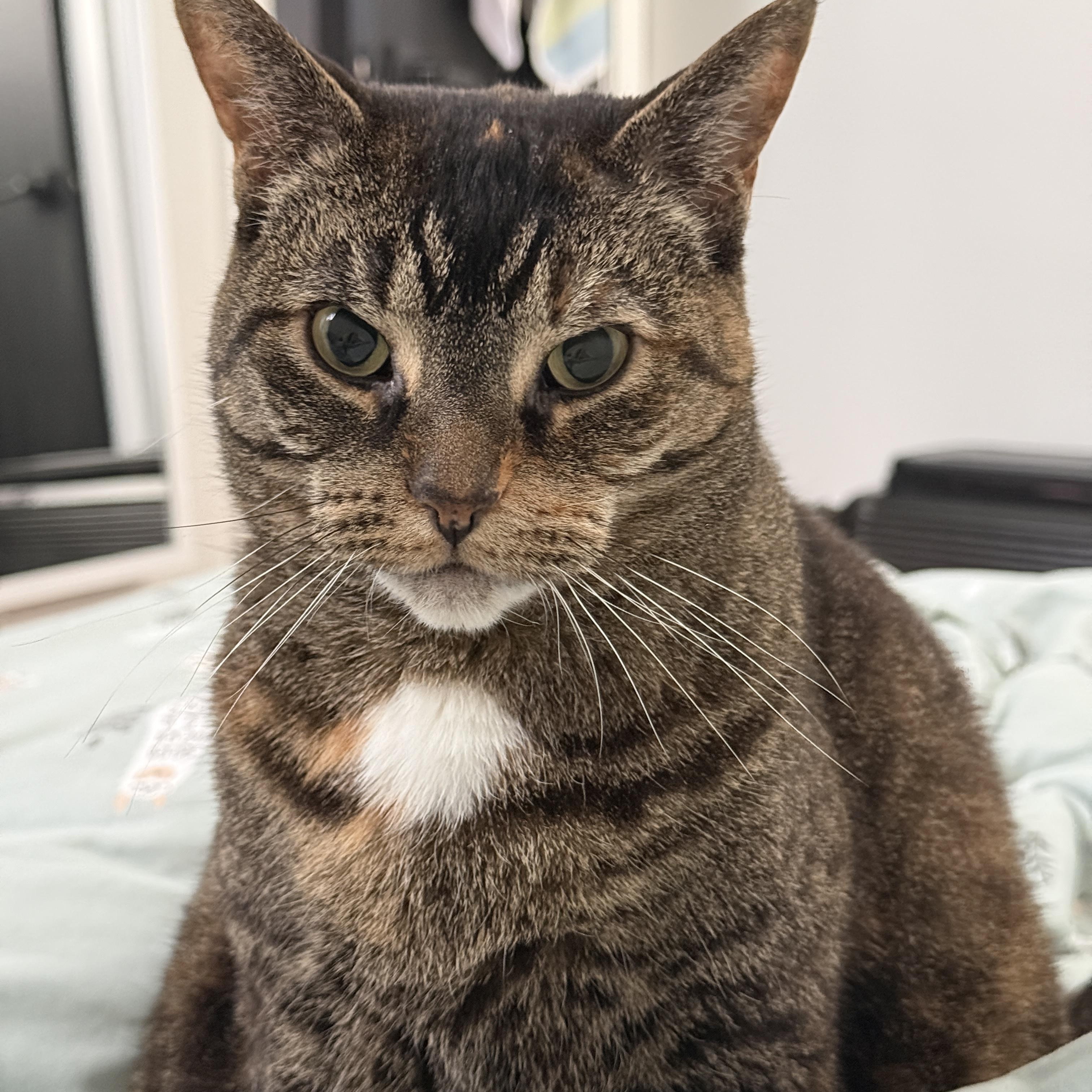 Zoey, a ADOPTABLE Domestic Short Hair in London, ON image 1/5