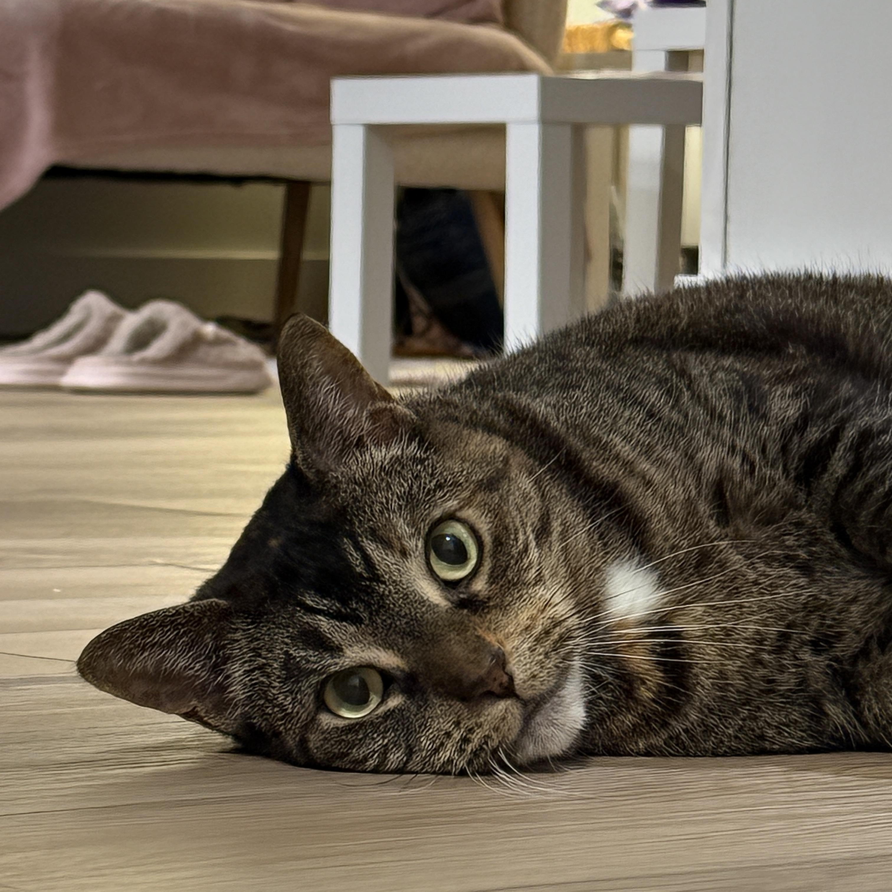 Zoey, a ADOPTABLE Domestic Short Hair in London, ON image 2/5