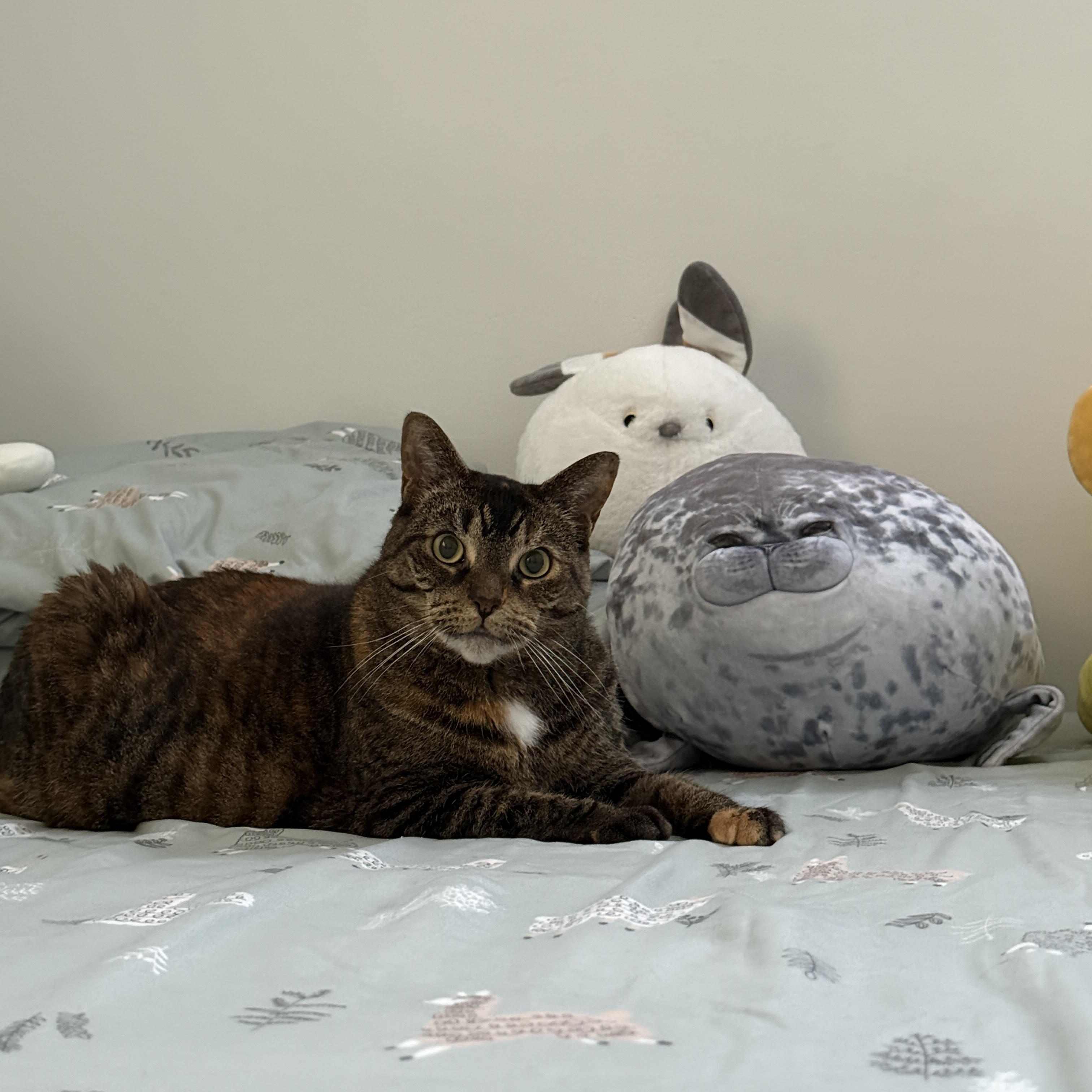 Zoey, a ADOPTABLE Domestic Short Hair in London, ON image 5/5