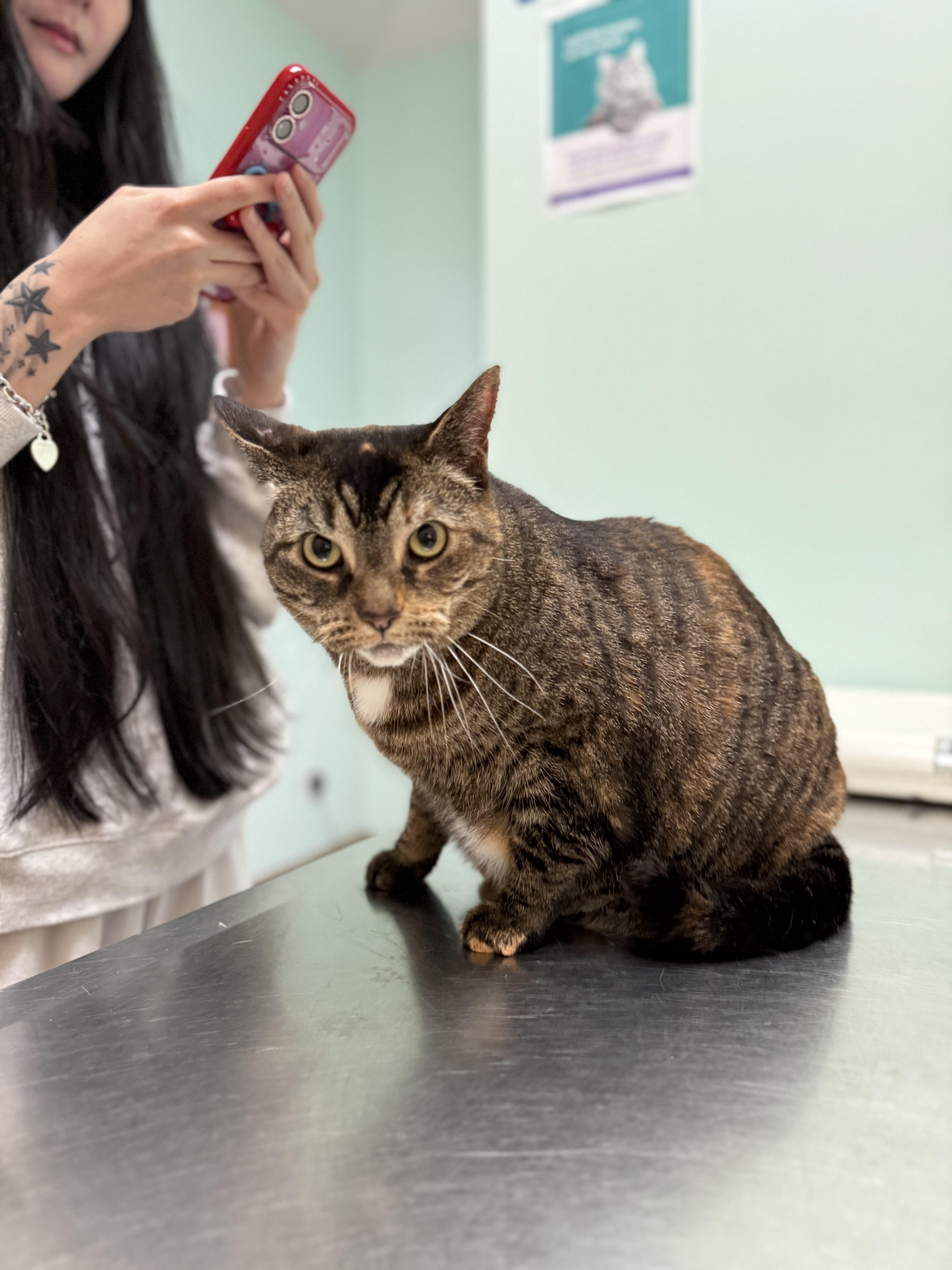 Zoey, a ADOPTABLE Domestic Short Hair in London, ON image 3/5