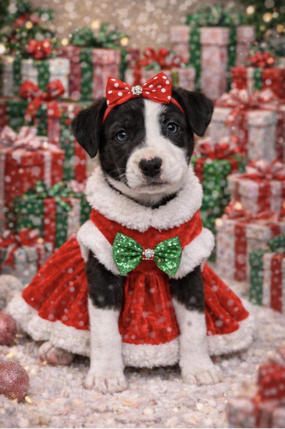 Oreo, adoptable, Puppy Female Labrador Retriever.