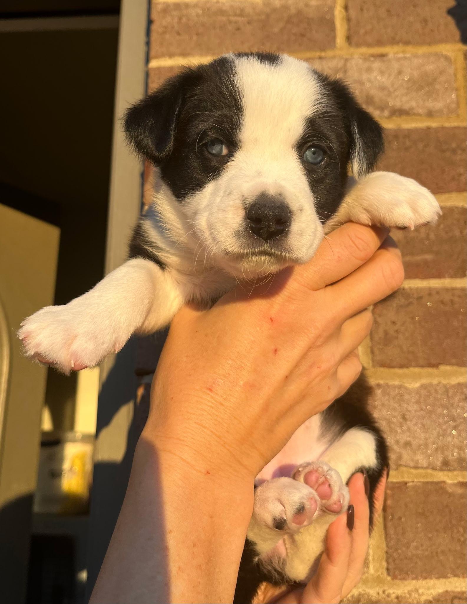 Oreo, an adoption pending mixed breed in Spring hill, TN image 1/5
