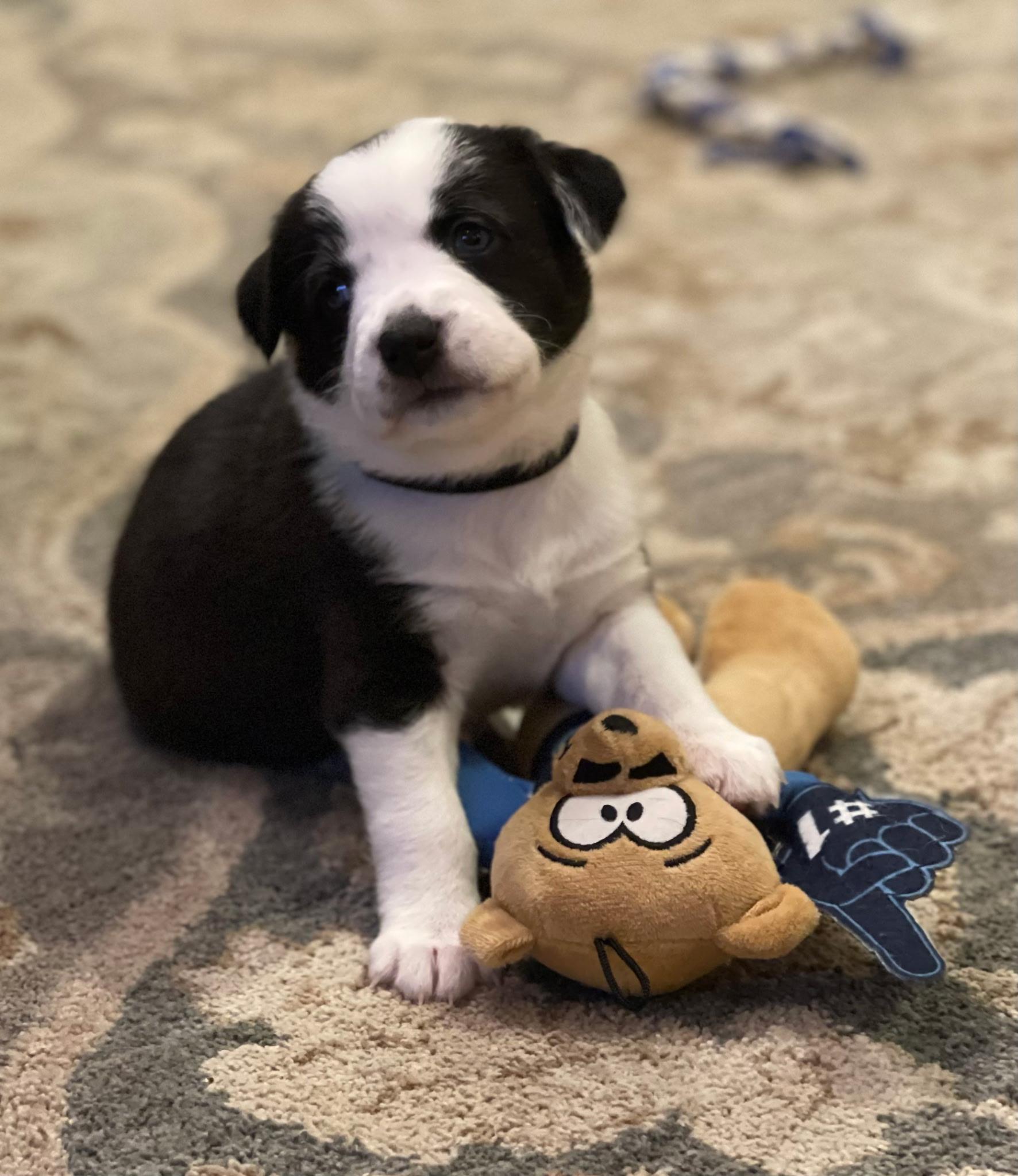 Oreo, a ADOPTABLE mixed breed in Spring hill, TN image 1/4