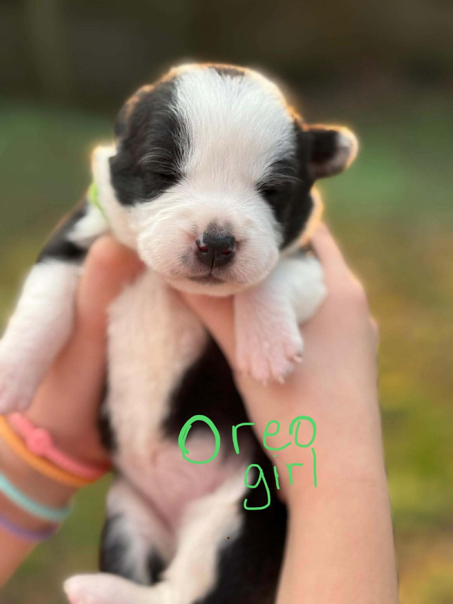 Oreo, a ADOPTABLE mixed breed in Spring hill, TN image 2/4