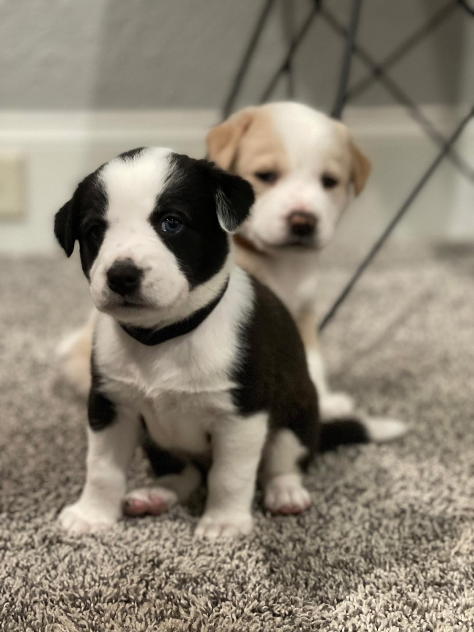 Oreo, a ADOPTABLE mixed breed in Spring hill, TN image 3/4