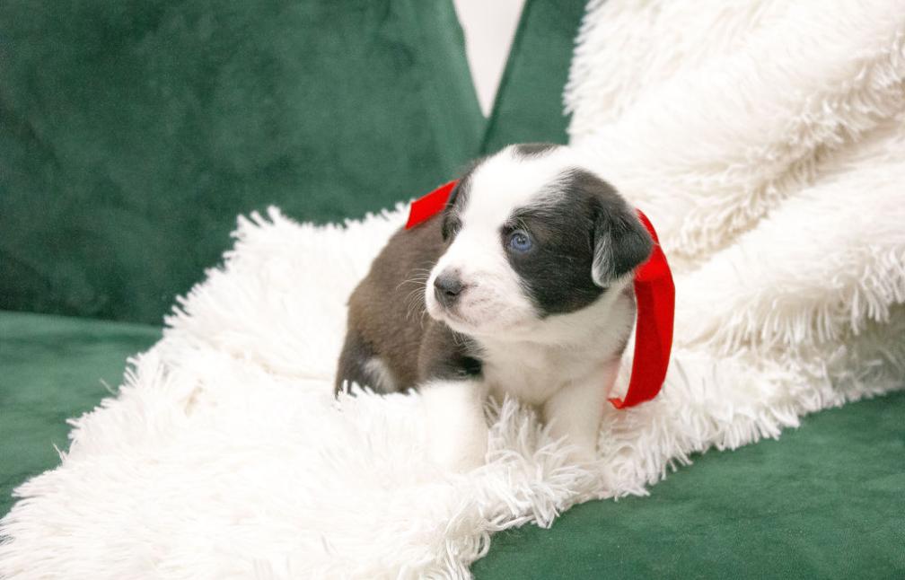 Oreo, a ADOPTABLE mixed breed in Spring hill, TN image 4/4