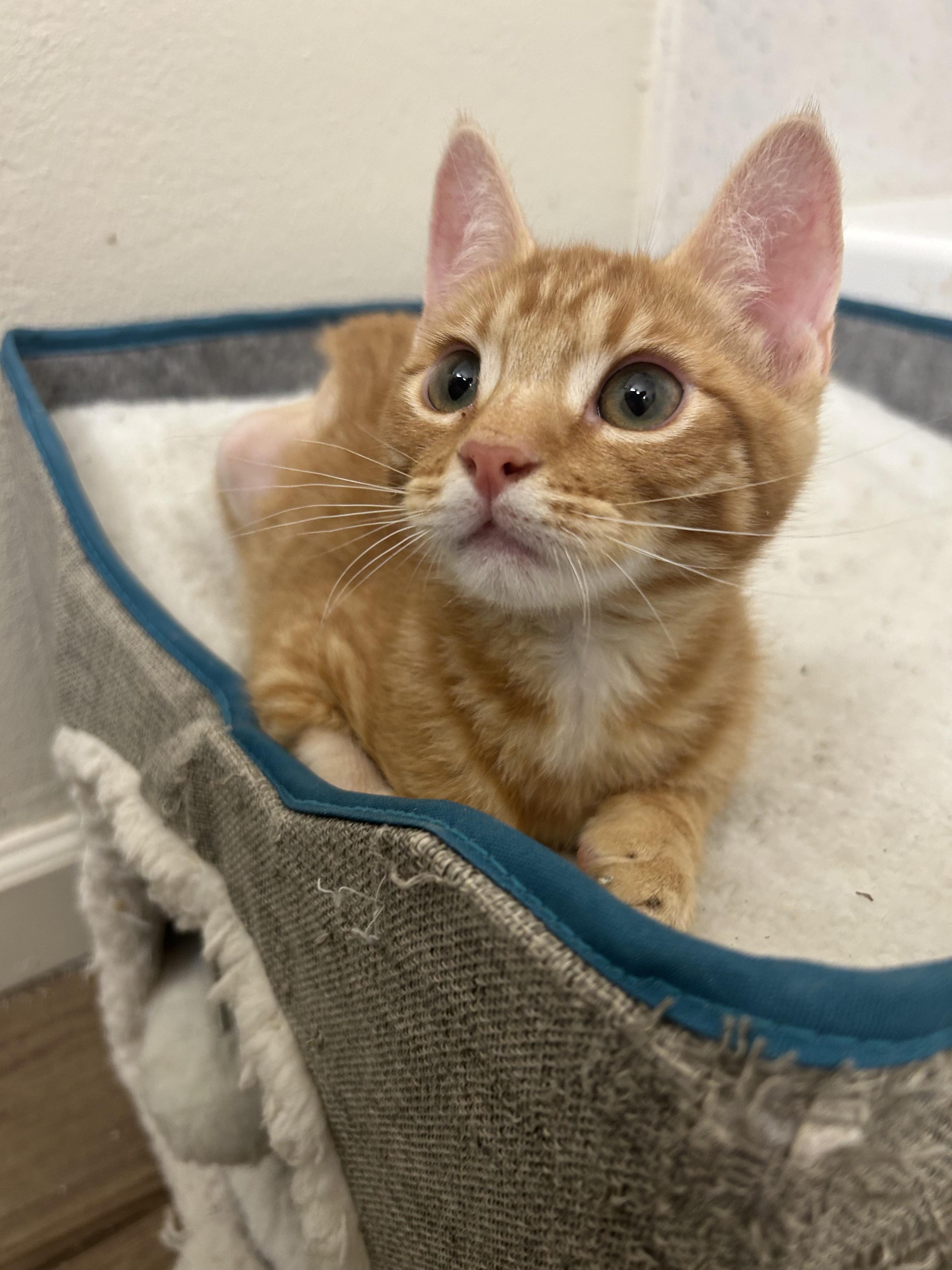 Enlarge Turkey, an adopted Domestic Short Hair in Davis, CA image 6/6