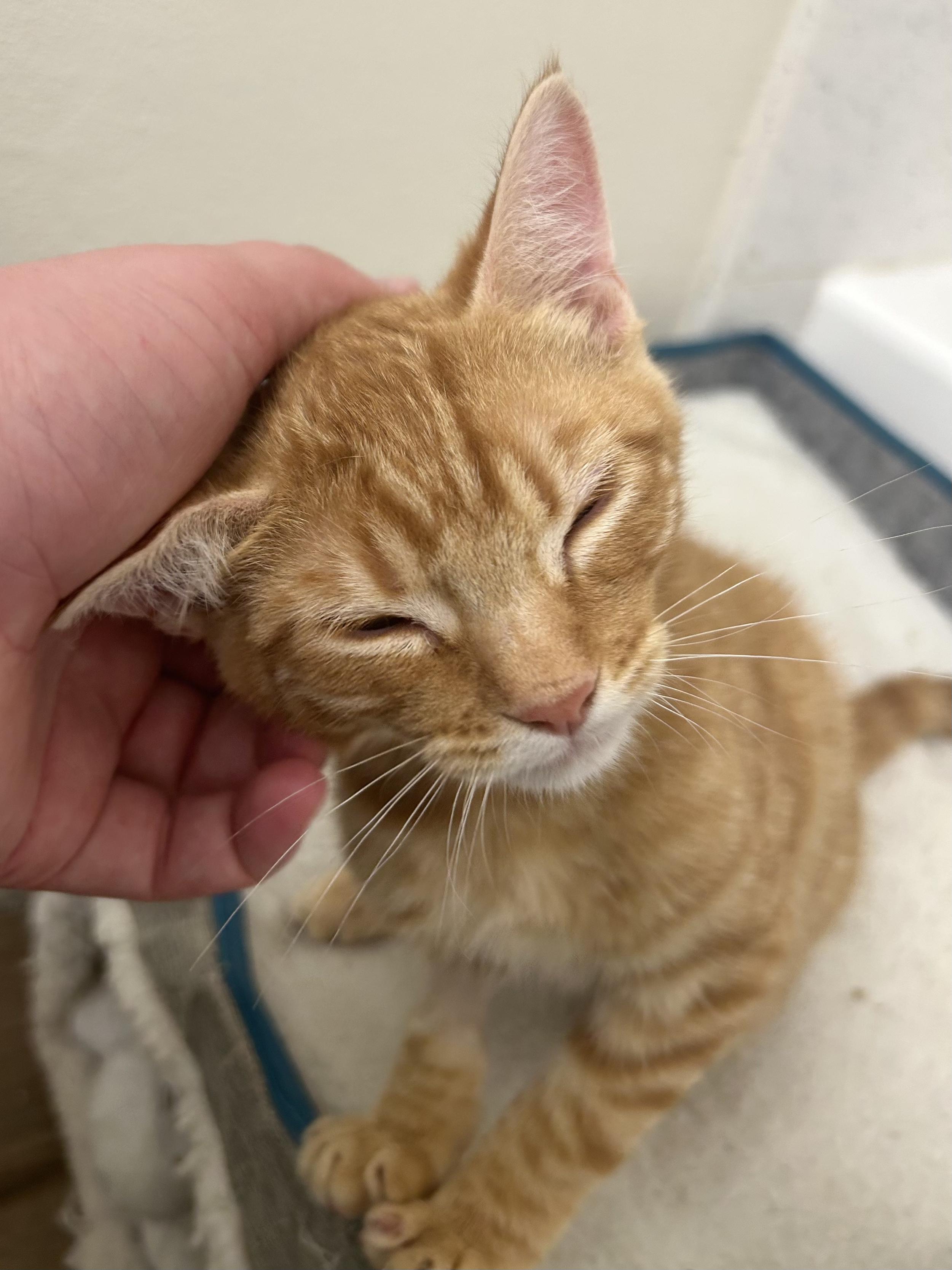 Enlarge Turkey, an adopted Domestic Short Hair in Davis, CA image 2/6