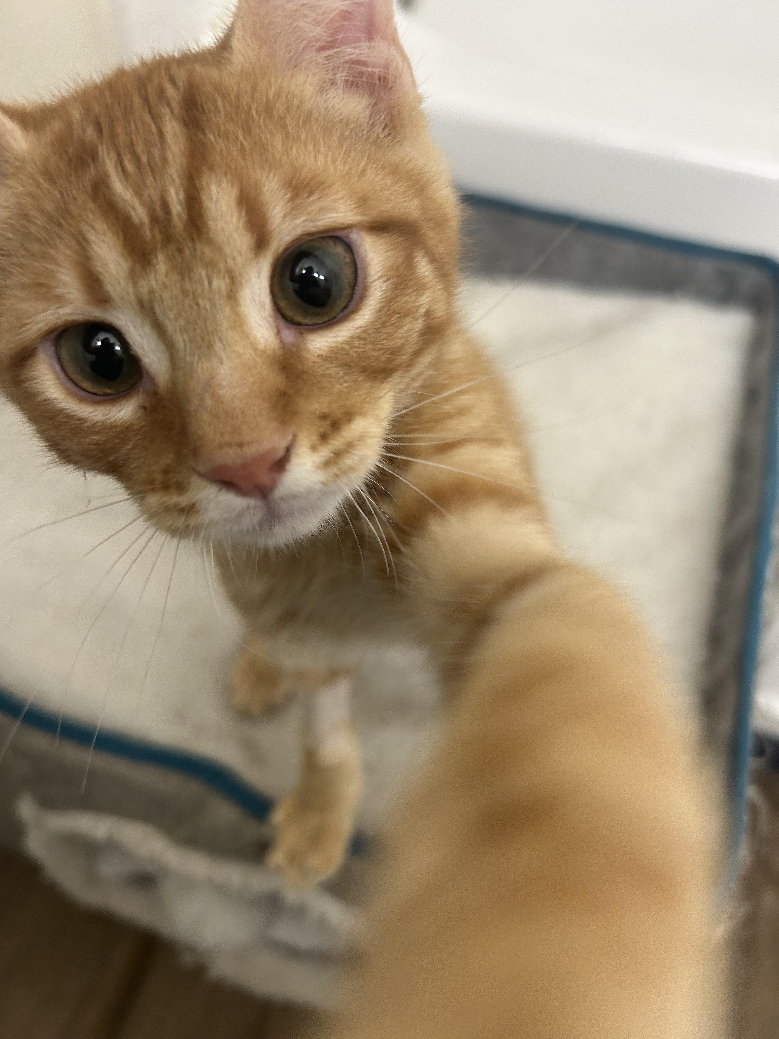 Enlarge Turkey, an adopted Domestic Short Hair in Davis, CA image 3/6