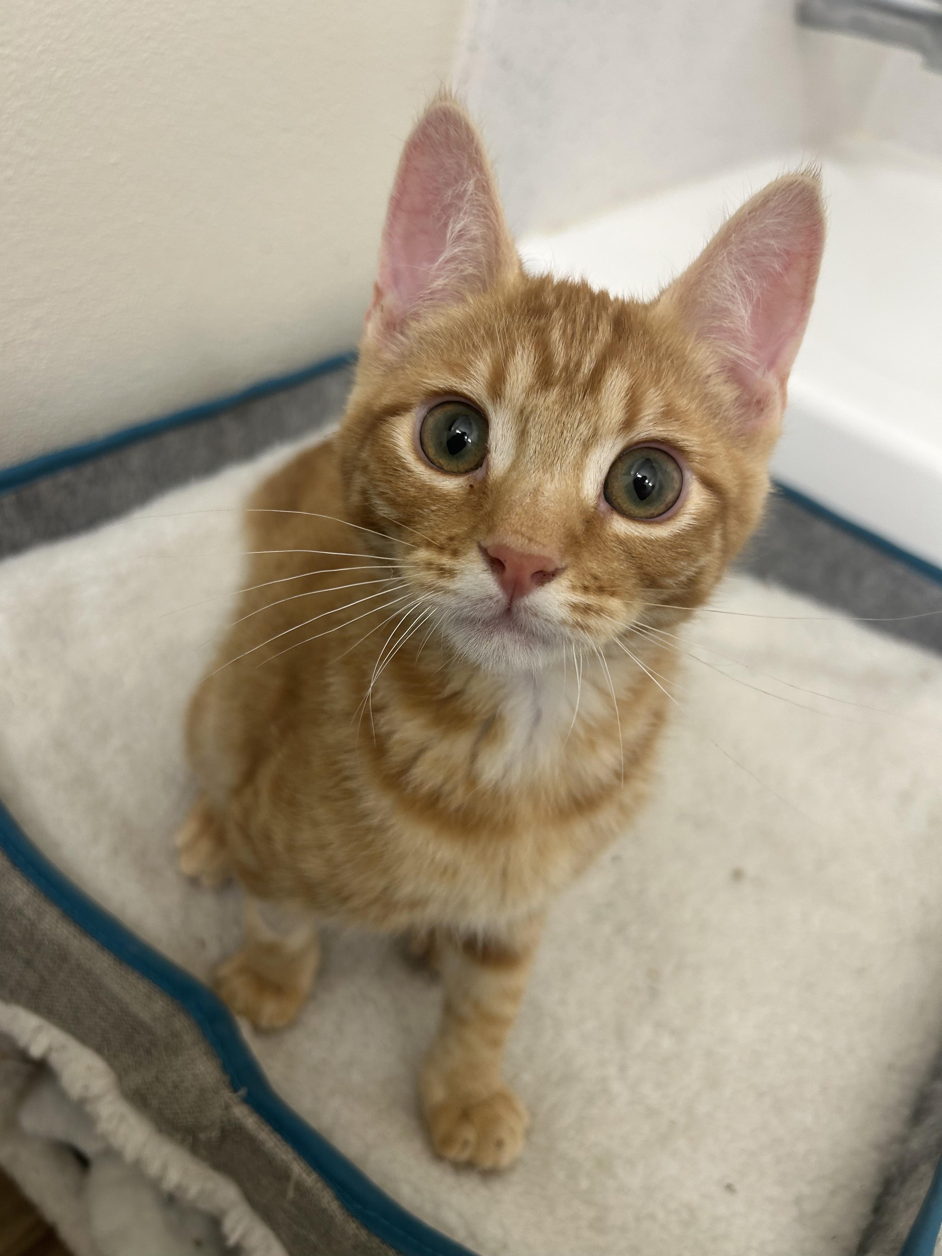 Turkey, adopted, Kitten Male Domestic Short Hair.