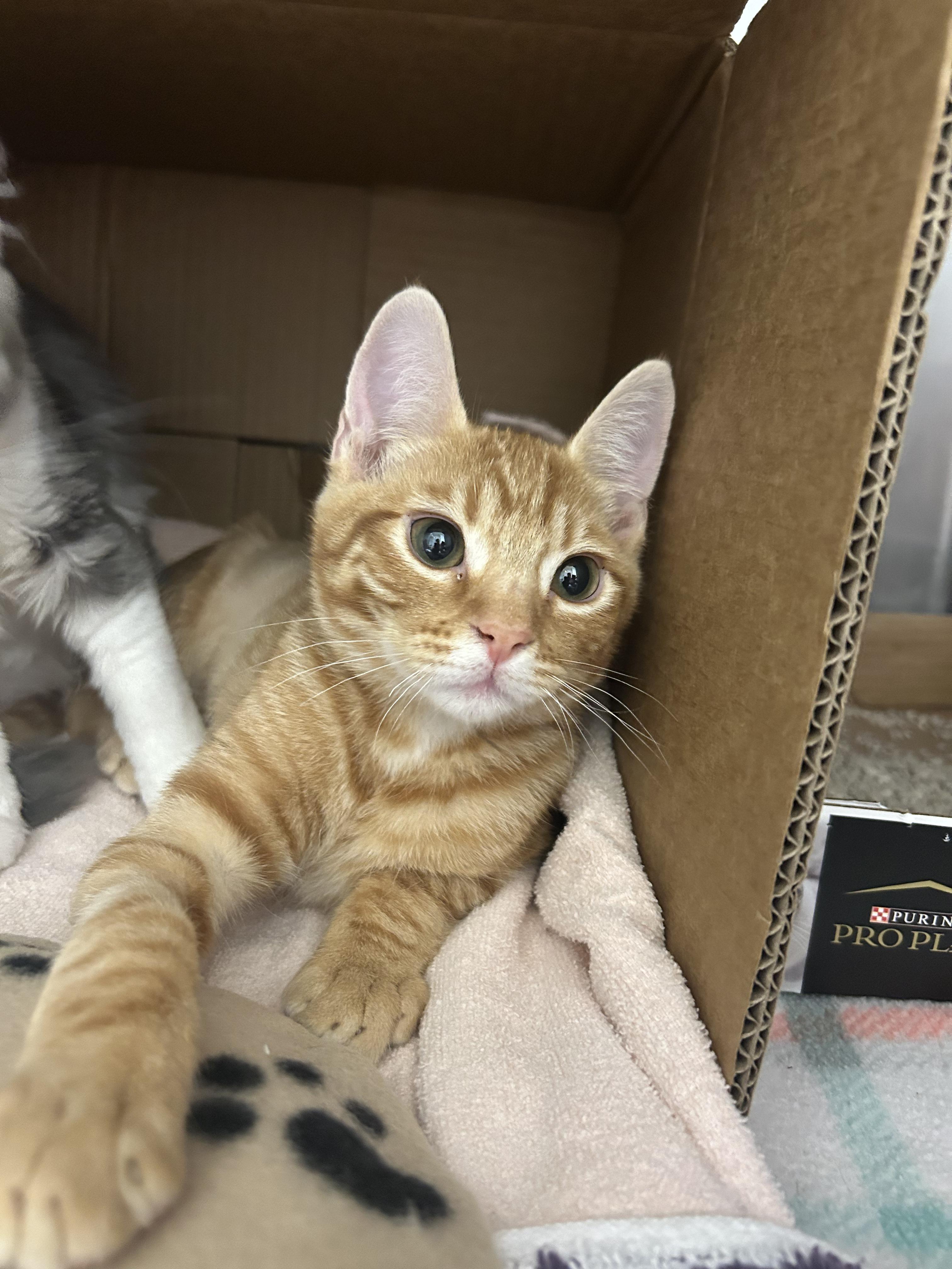 Enlarge Turkey, an adopted Domestic Short Hair in Davis, CA image 5/6