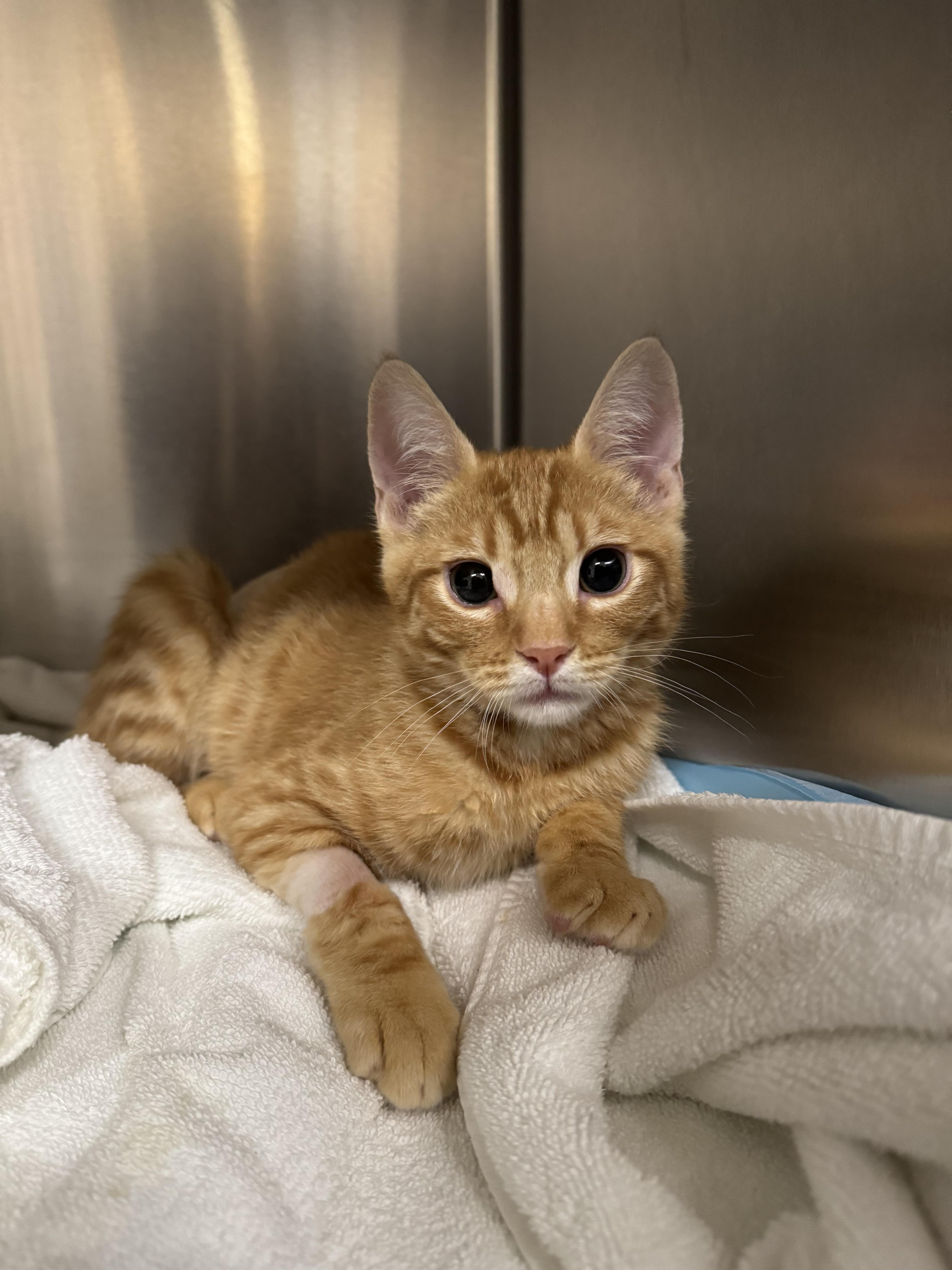 Enlarge Turkey, an adopted Domestic Short Hair in Davis, CA image 4/6