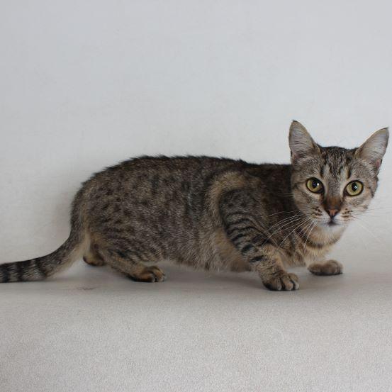 Ophelia, Adoptable, Adult Female Domestic Short Hair.