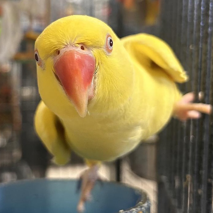 Sunny, Adoptable, Adult Unknown Ringneck / Psittacula.