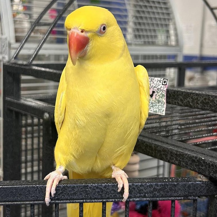 Enlarge Sunny, a Adoptable Ringneck / Psittacula in Cape Elizabeth, ME image 4/4