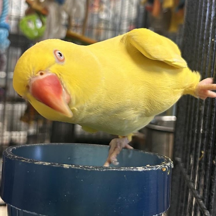 Enlarge Sunny, a Adoptable Ringneck / Psittacula in Cape Elizabeth, ME image 3/4