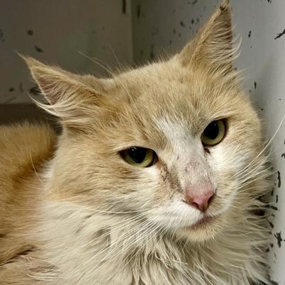 Enlarge Charles FC, a Adoptable mixed breed in Burlington, WA image 1/1