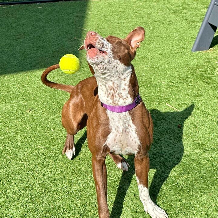 Mushu, Adoptable, Adult Female Mixed Breed.