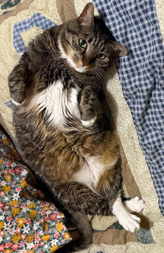 Enlarge Izzy, a Adoptable mixed breed in Cincinnati, OH image 1/6