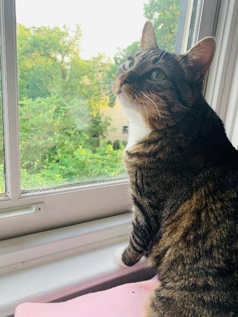 Enlarge Izzy, a Adoptable mixed breed in Cincinnati, OH image 3/6