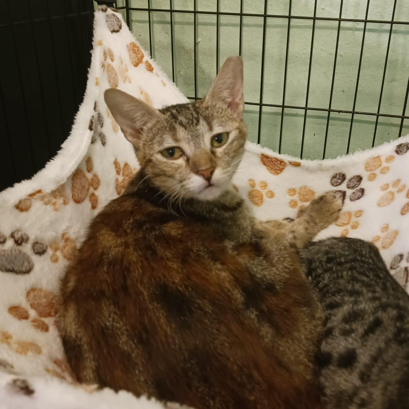 Enlarge Lulu, a Adoptable Domestic Short Hair in Manchester, NH image 4/5