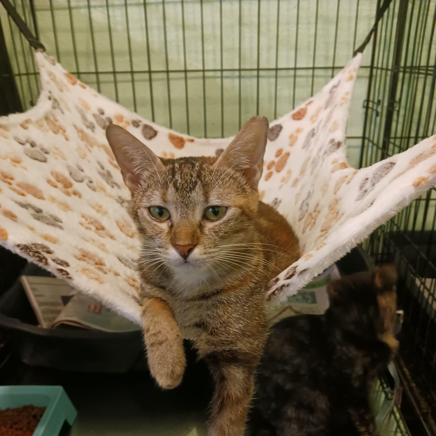 Enlarge Lulu, a Adoptable Domestic Short Hair in Manchester, NH image 2/5