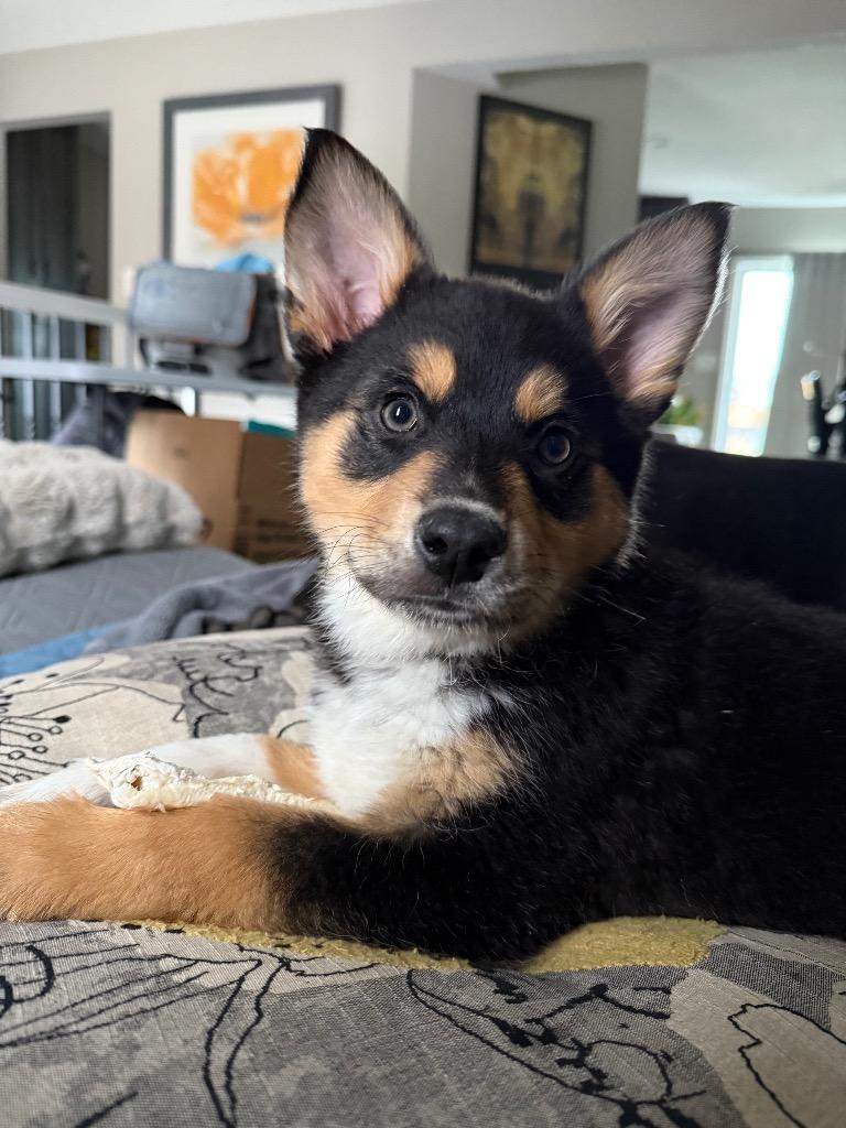 Enlarge Cocytus “Cocy”, a Adopted mixed breed in Bristol, WI image 1/6