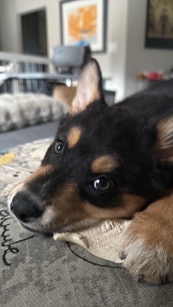 Enlarge Cocytus “Cocy”, a Adopted mixed breed in Bristol, WI image 3/6