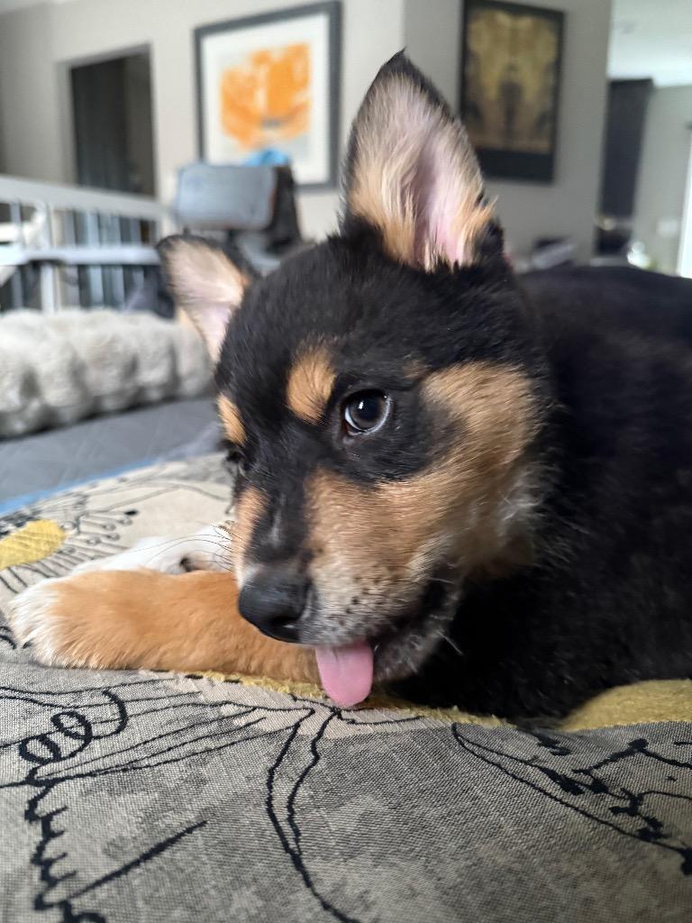 Enlarge Cocytus “Cocy”, a Adopted mixed breed in Bristol, WI image 4/6