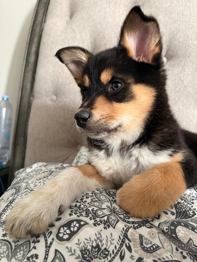 Enlarge Cocytus “Cocy”, a Adopted mixed breed in Bristol, WI image 5/6